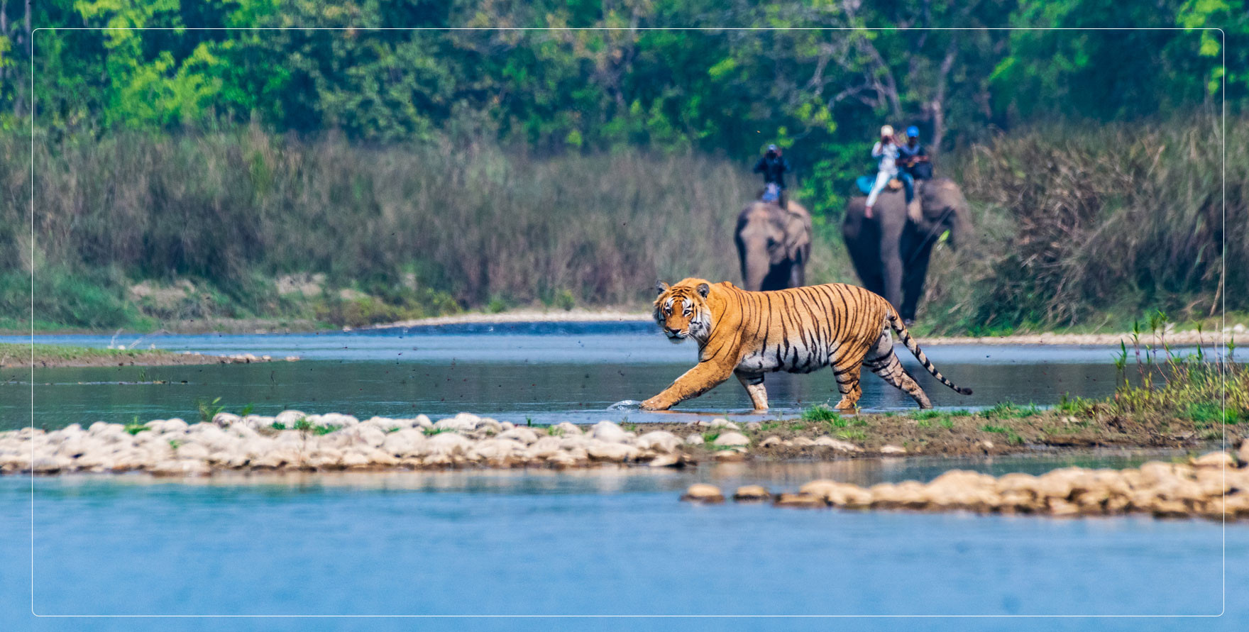 deepak rajbangshi-wildlife photographer-photo-tiger-bardiya 51706920366.jpg